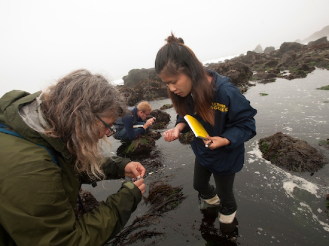 Two people standing in water looking at abalone